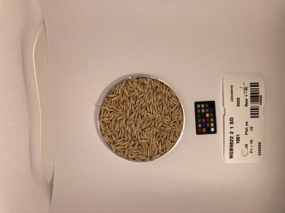 Click for 1 image(s) for this accession. SEED
